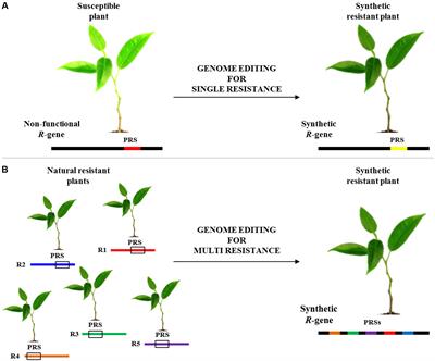 Genome-Editing Technologies for Enhancing Plant Disease Resistance